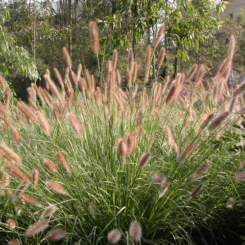 Cenchrus purpurascens 'Purple Lea' featuring dramatic burgundy-purple arching foliage, creating bold colour, texture and movement in a sunny Brisbane garden.