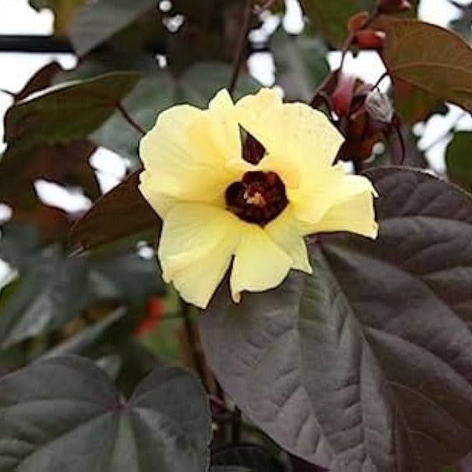 Red Cottonwood, Hibiscus tiliaceus