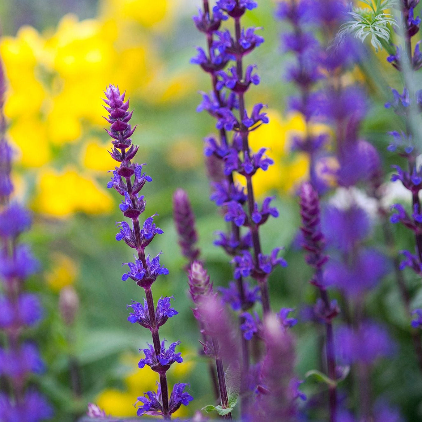 Salvia nemorosa 'Caradonna' displaying upright violet-purple flower spikes on dark purple-black stems above compact green foliage in a sunny garden border.