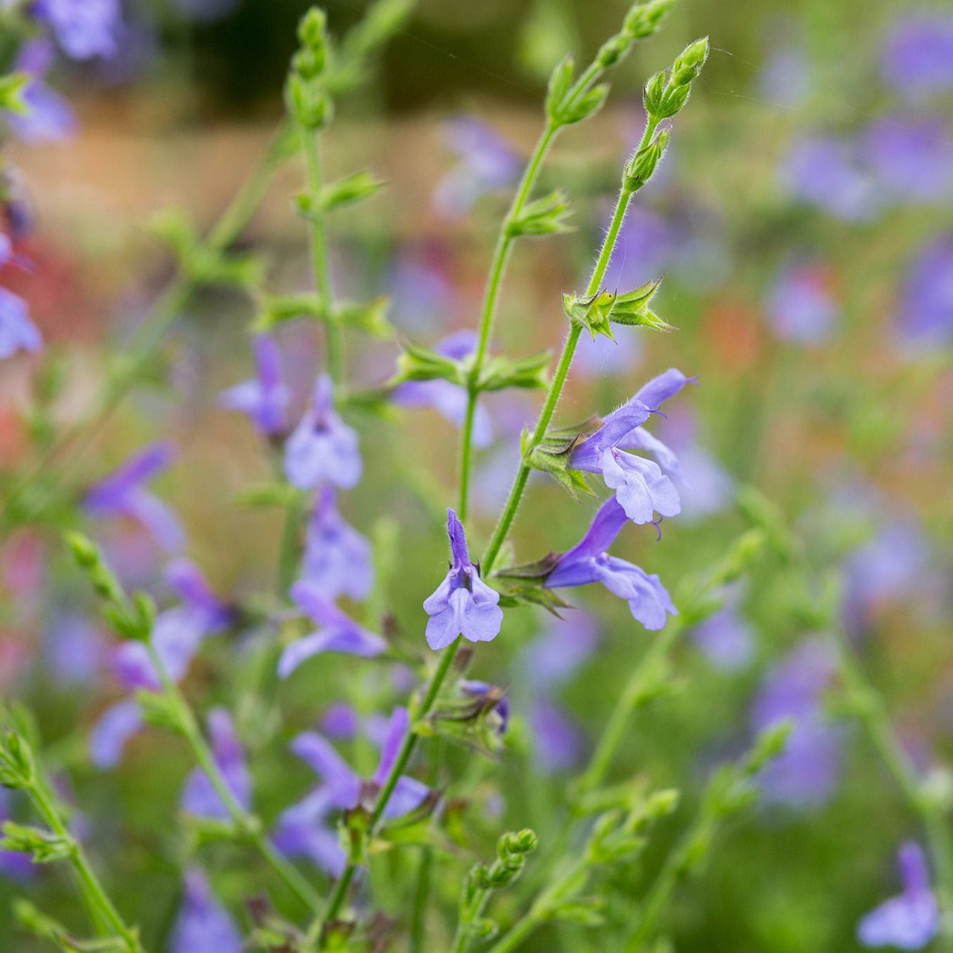 Salvia African Sky with pale mauve-blue and white flowers growing in a sunny garden border