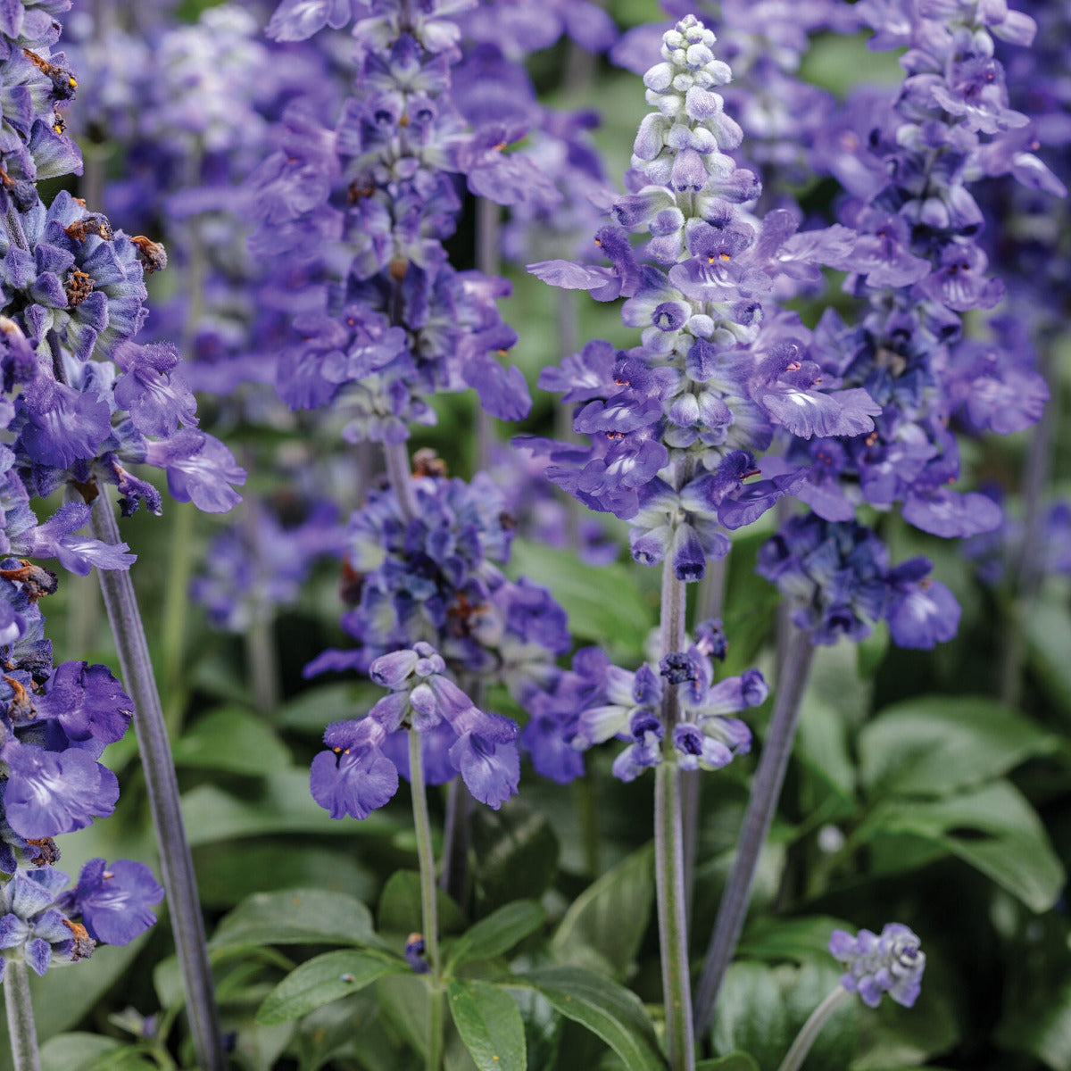 Salvia ‘So Blue’ is a compact flowering perennial with vivid blue blooms from spring to autumn. Drought tolerant, pollinator friendly and ideal for Brisbane gardens, pots and borders.