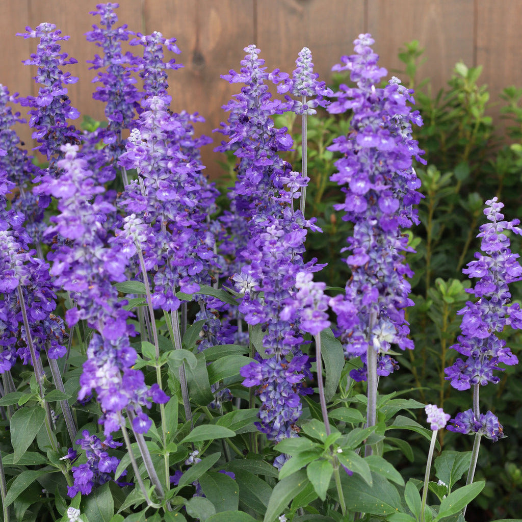 Salvia ‘So Blue’ is a compact flowering perennial with vivid blue blooms from spring to autumn. Drought tolerant, pollinator friendly and ideal for Brisbane gardens, pots and borders.