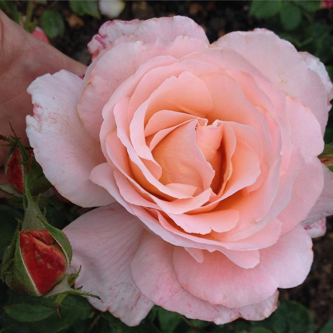 Sightsaver Rose Bagged