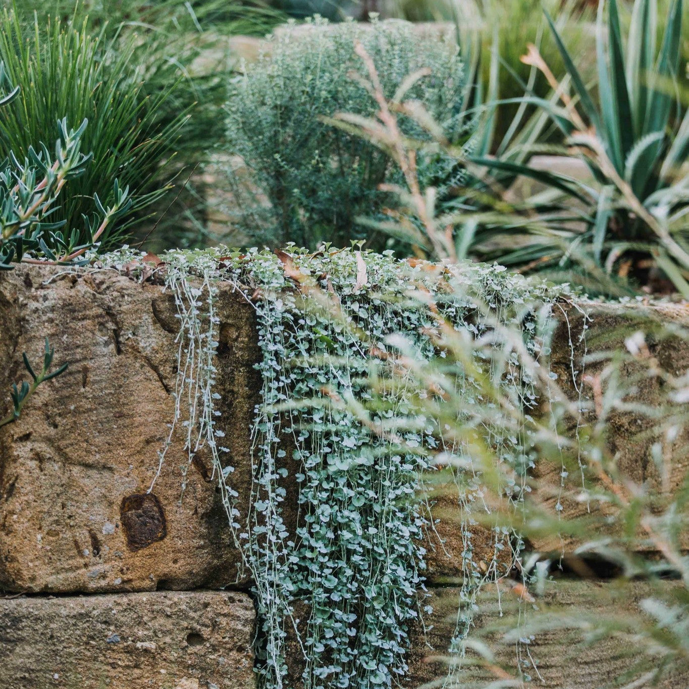 Dichondra argentea, Silver Falls