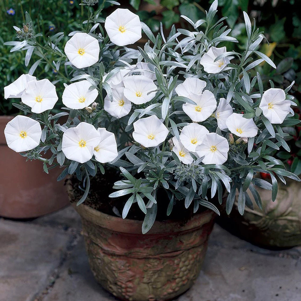 Potted plant with white flowers and green leaves on a stone surface