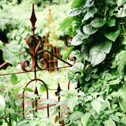Single Garden Gate