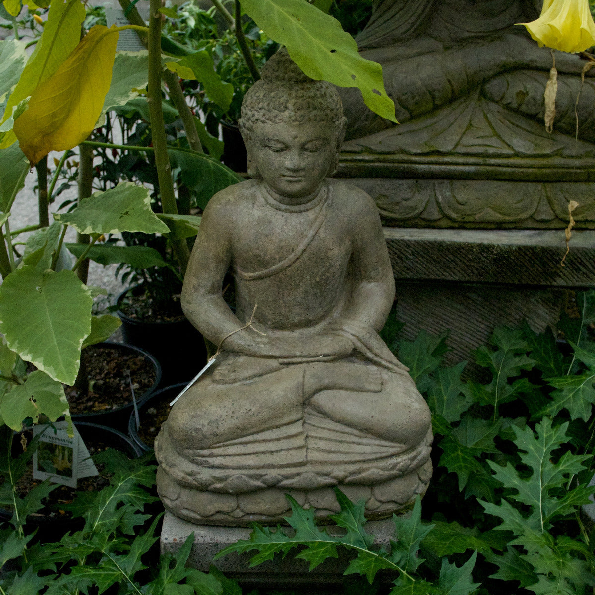 Sitting Buddha Meditation