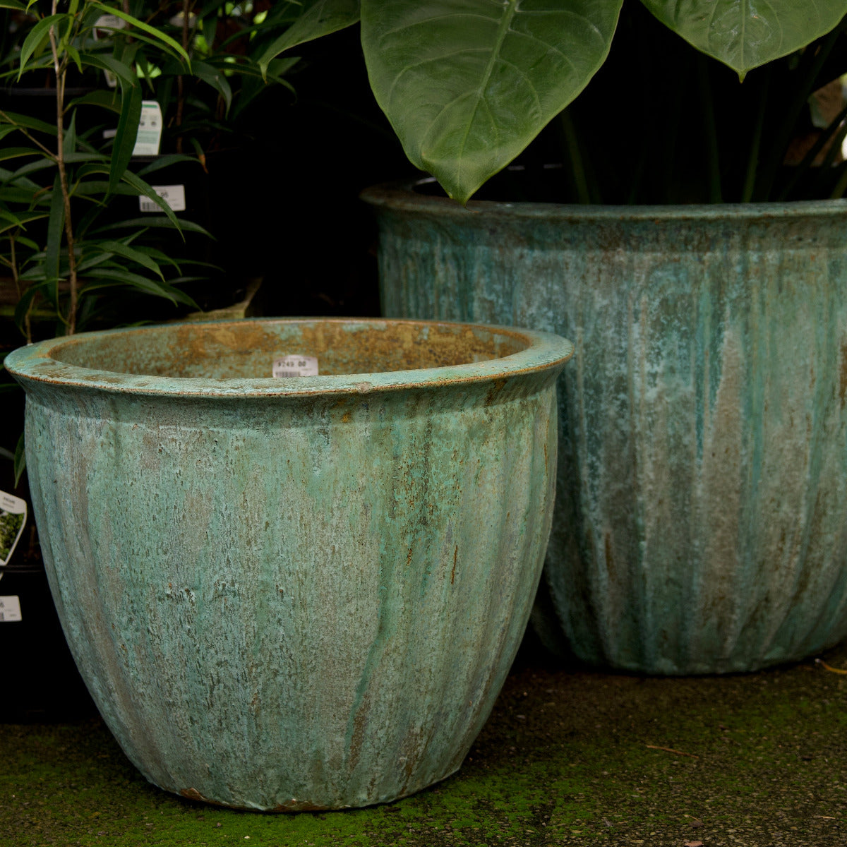 Starfruit Planter