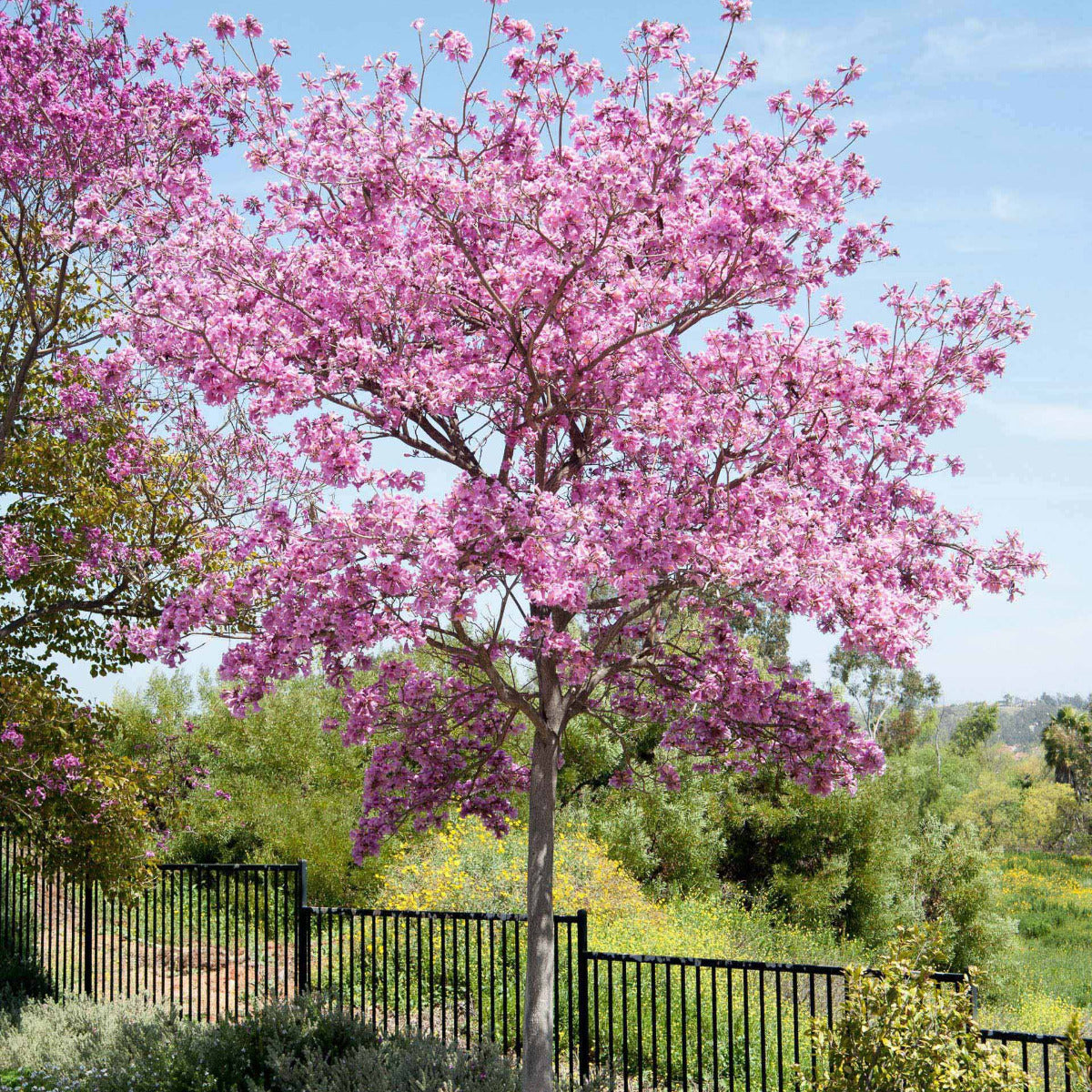 Tabebuia rosea, Pink Trumpet Tree