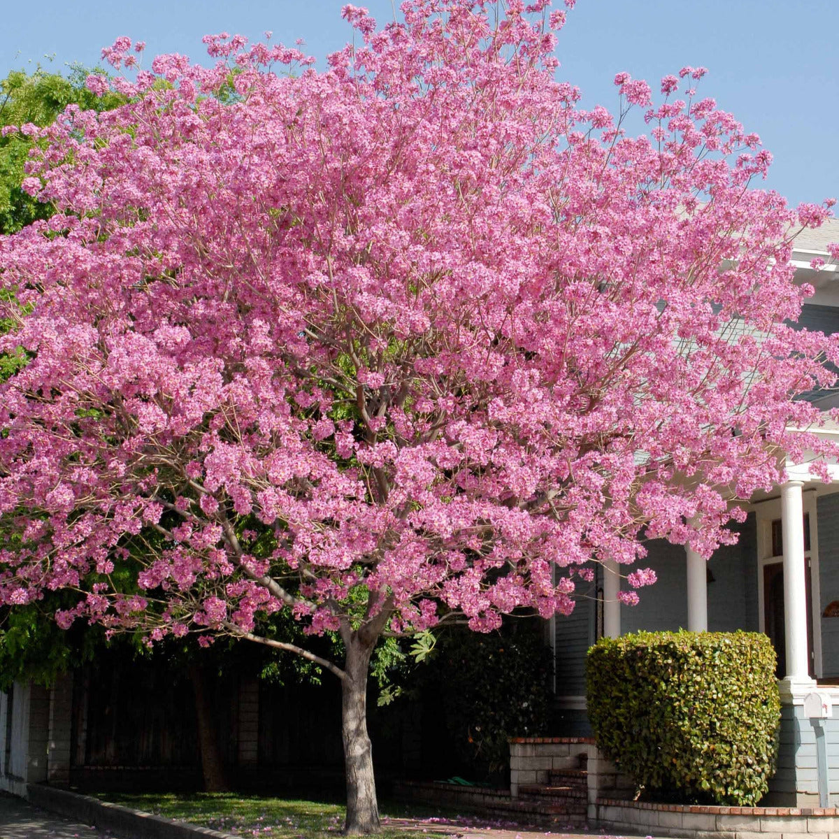 Tabebuia rosea, Pink Trumpet Tree