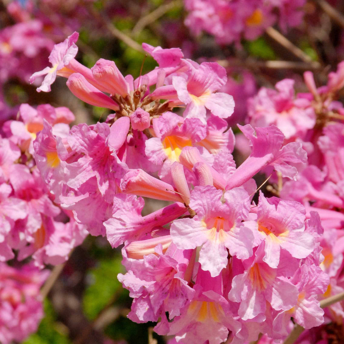 Tabebuia rosea, Pink Trumpet Tree