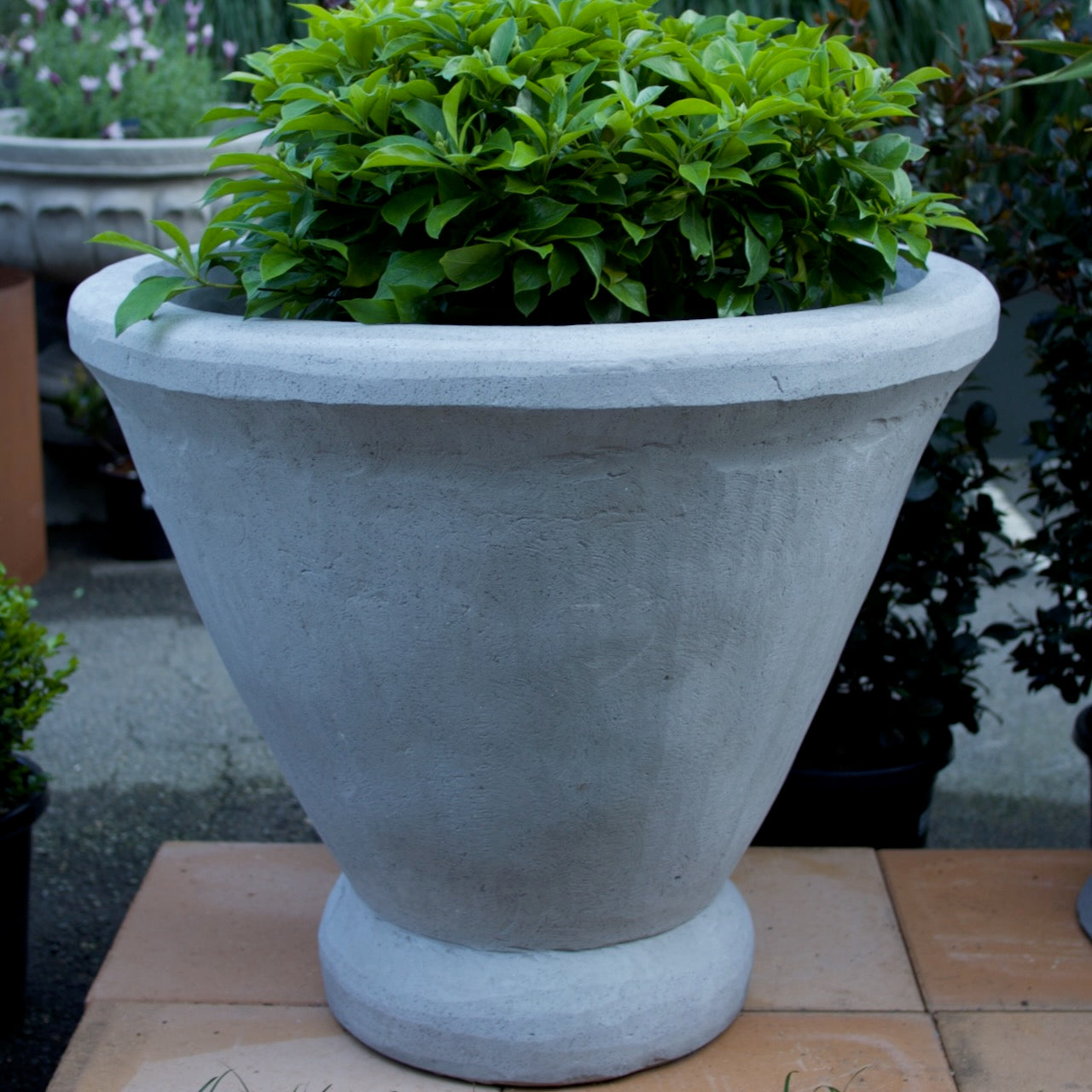 A large light gray concrete planter pot with a wide flared rim, filled with dense green foliage, set on a tiled patio with garden plants in the background.