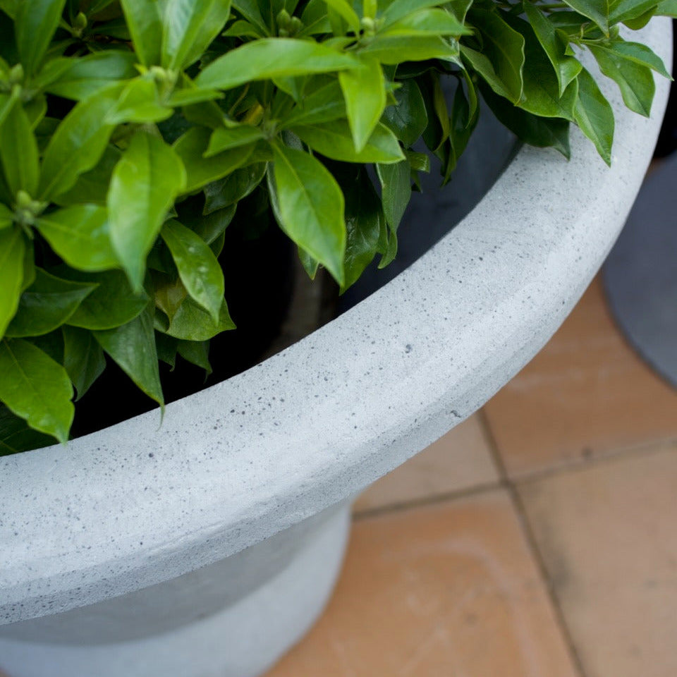 A close-up of a light gray concrete planter pot containing a vibrant green leafy plant, set on a terracotta tiled floor.