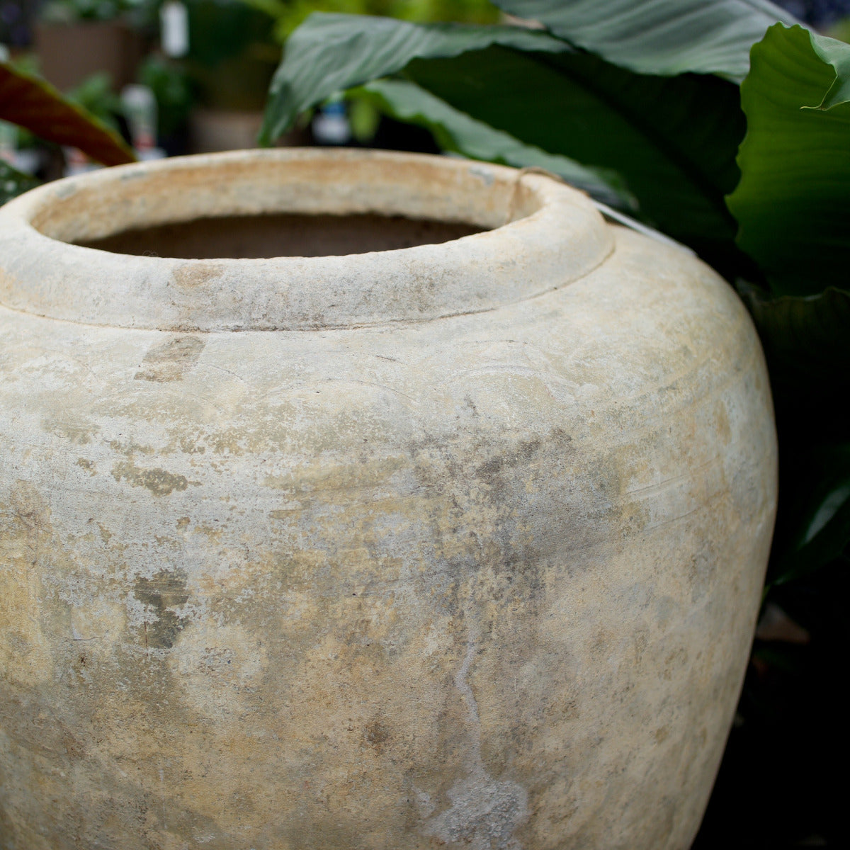 This large round terracotta pot brings timeless Mediterranean style to any garden or outdoor space. Its soft, weathered tones and classic rounded shape make it a beautiful complement to flowering shrubs, trees, or cascading plants.
