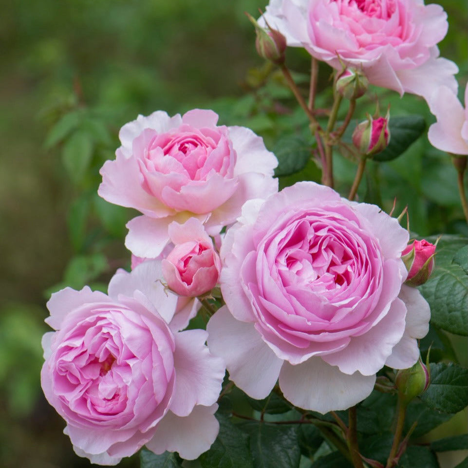 An evening with David Austin Roses 10 November
