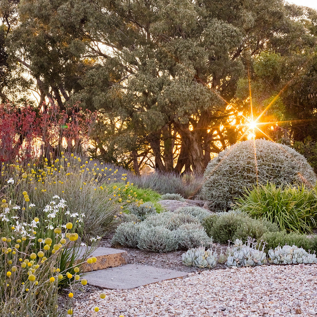 Join Tim Pilgrim and Michael McCoy for an inspiring Makers & Creatives Dinner at Brookfield Gardens. Enjoy garden design conversation, bubbles on arrival and a seasonal two-course dinner by Wild Canary.
