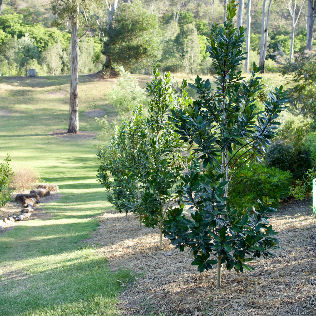 Tristaniopsis laurina, 'Lucious' Water Gum