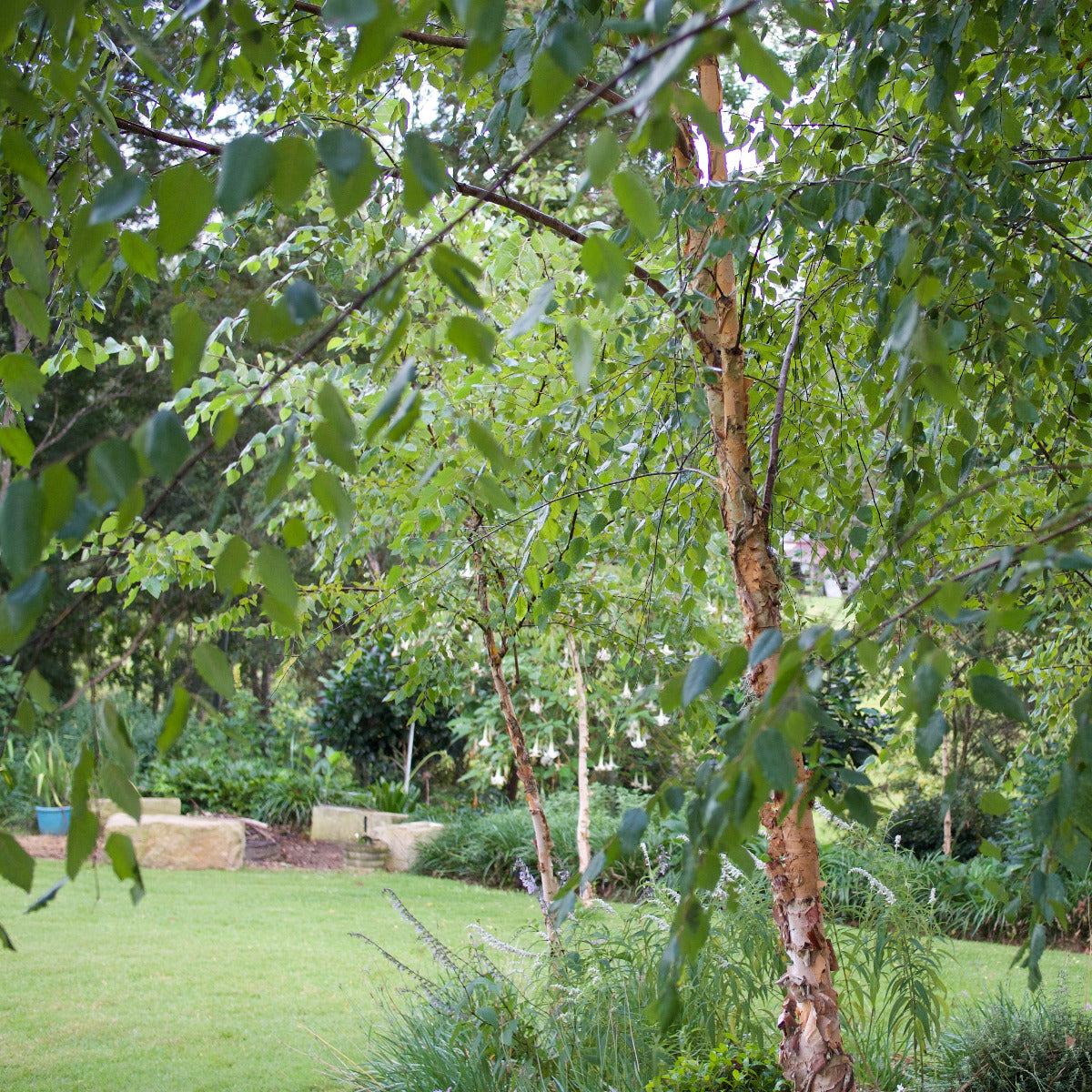 Tropical Birch, Betula alnoides