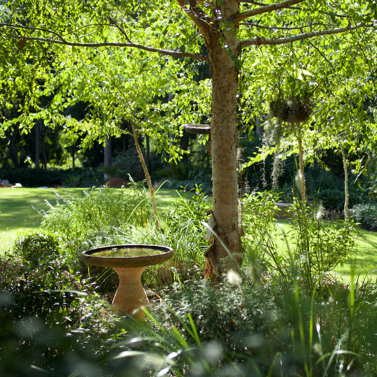 Tropical Birch, Betula alnoides