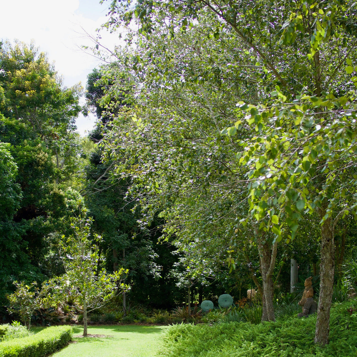 Tropical Birch, Betula alnoides