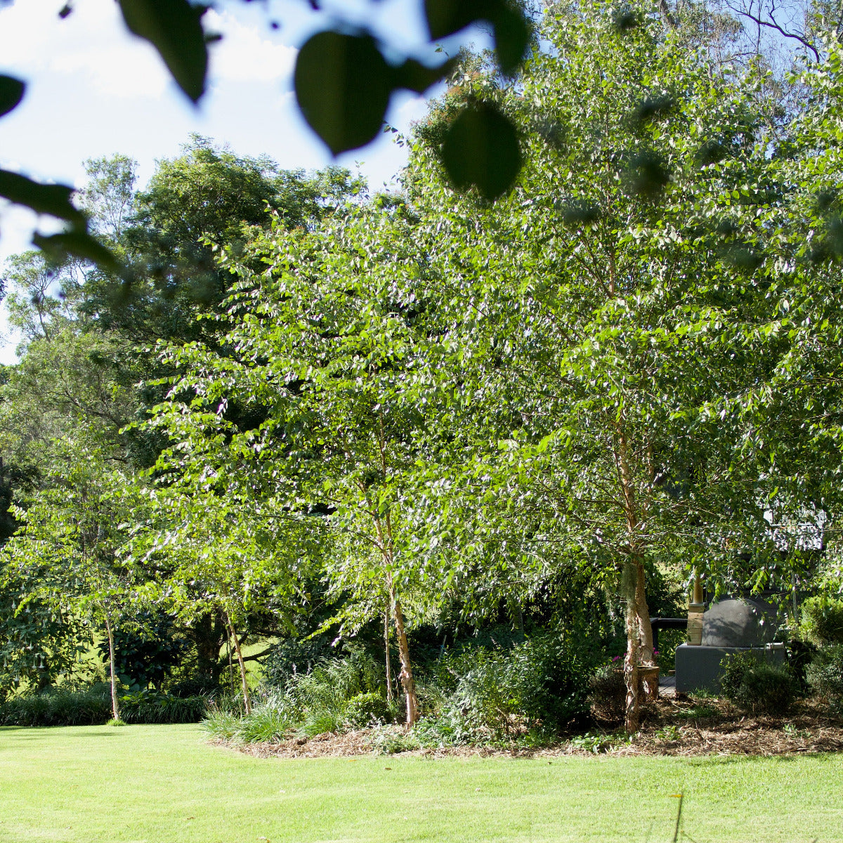 Tropical Birch, Betula alnoides