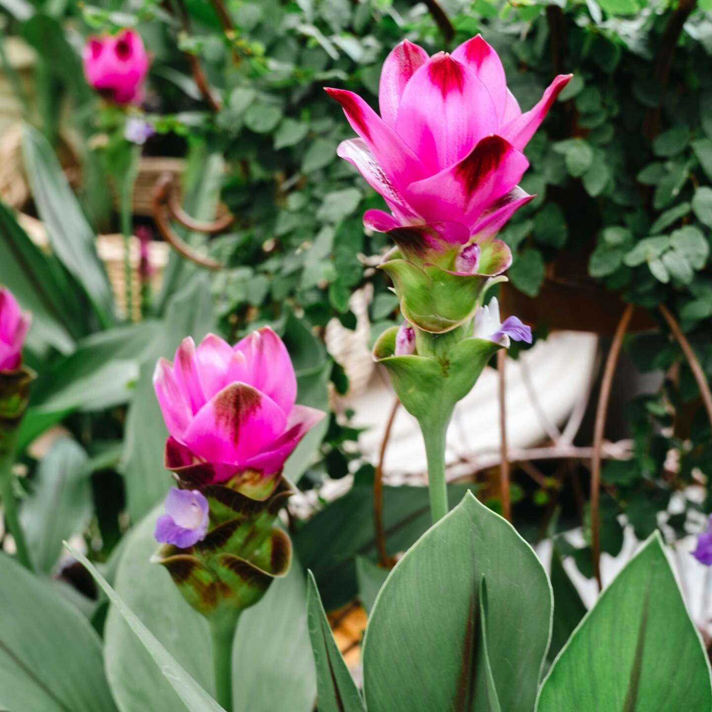 Pink flowers with green leaves in a garden setting