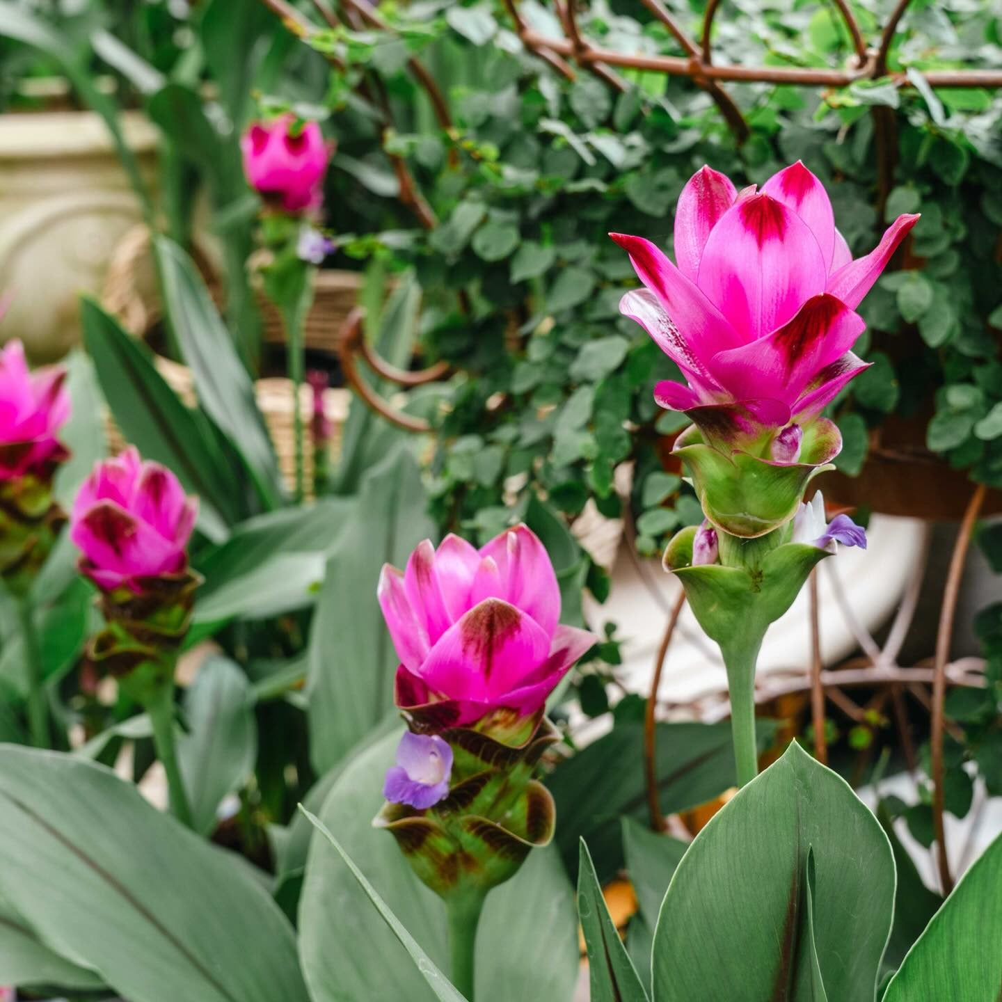 Pink flowers with green leaves in a garden setting