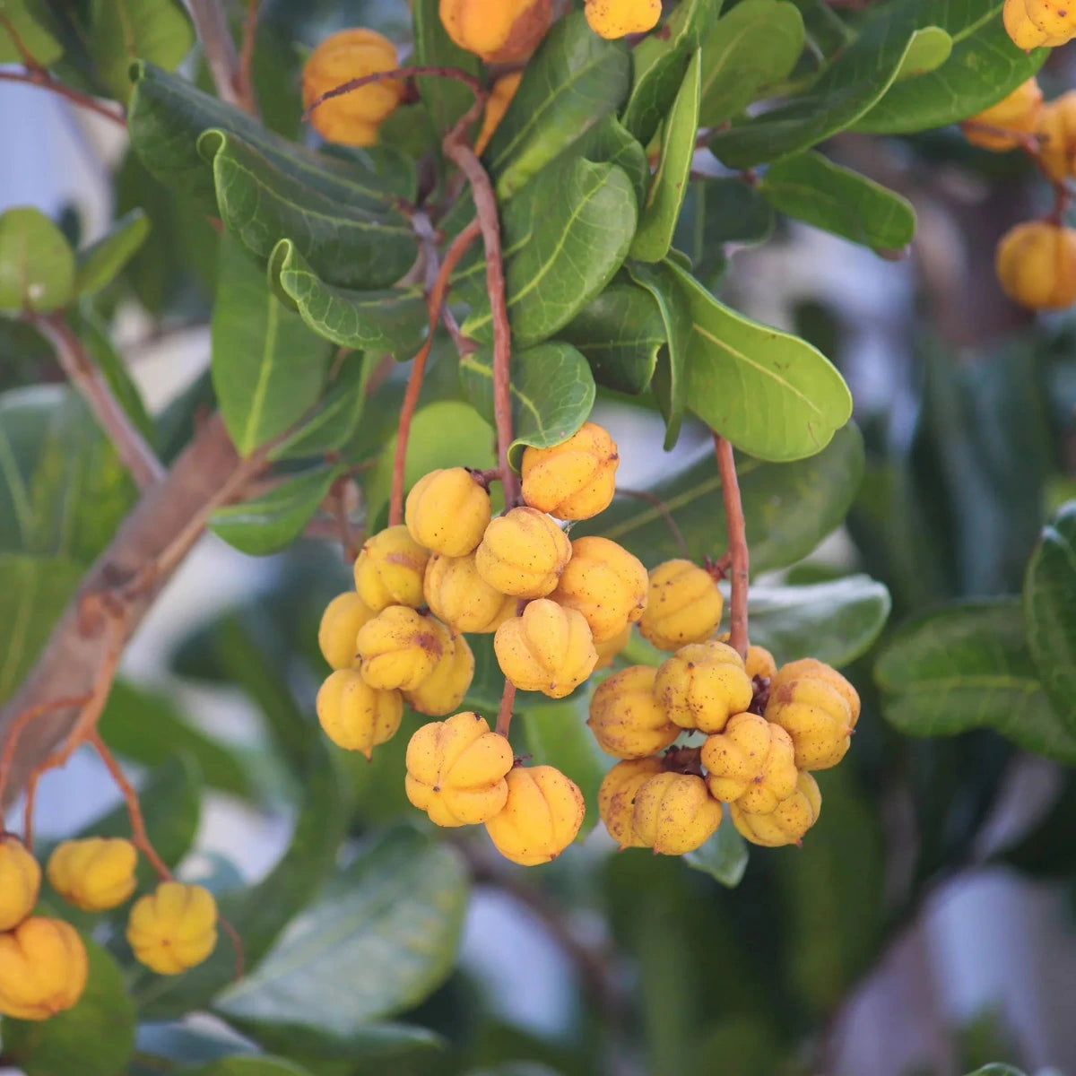 Tuckeroo, Cupaniopsis anacardioides