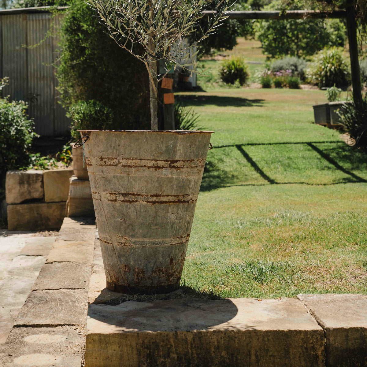 Rustic metal planter with a tree in a garden setting