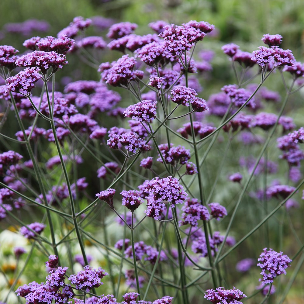 Verbena bonariensis