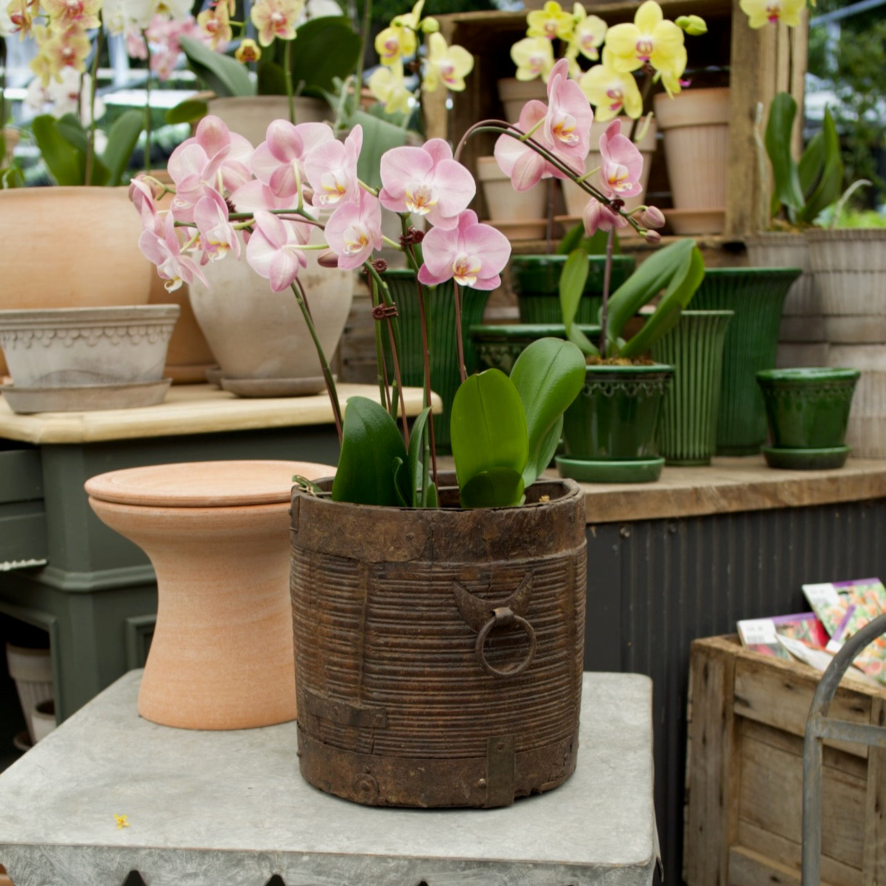 Vintage Indian wooden and iron Mana with aged timber, iron banding and traditional ring handle, styled as a planter at Brookfield Gardens Brisbane.