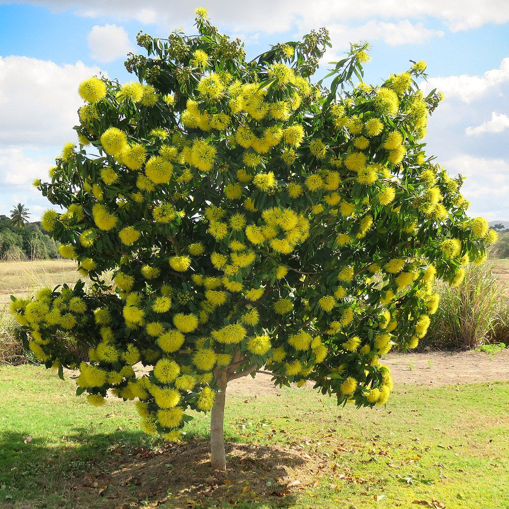 Golden Penda, Xanthostemon chrysanthus