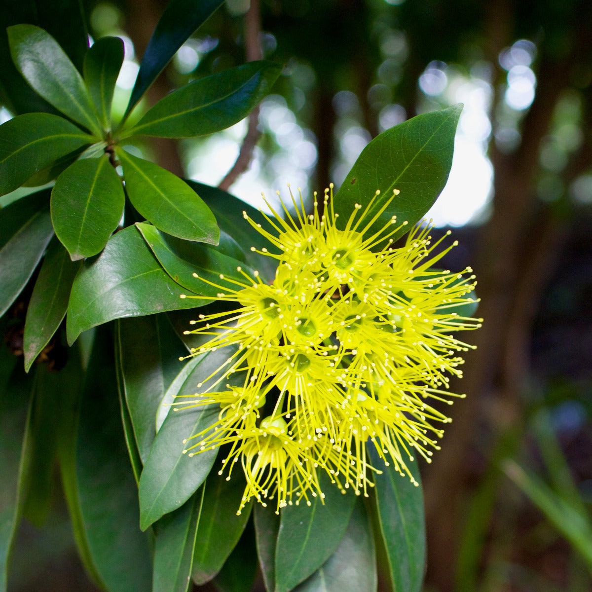 Golden Penda, Xanthostemon chrysanthus