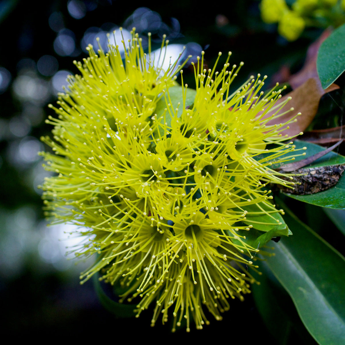Golden Penda, Xanthostemon chrysanthus