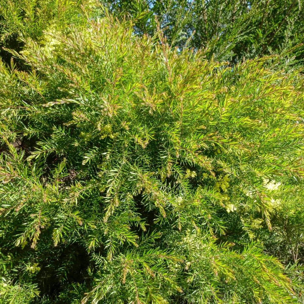 Acacia, Wattle tree