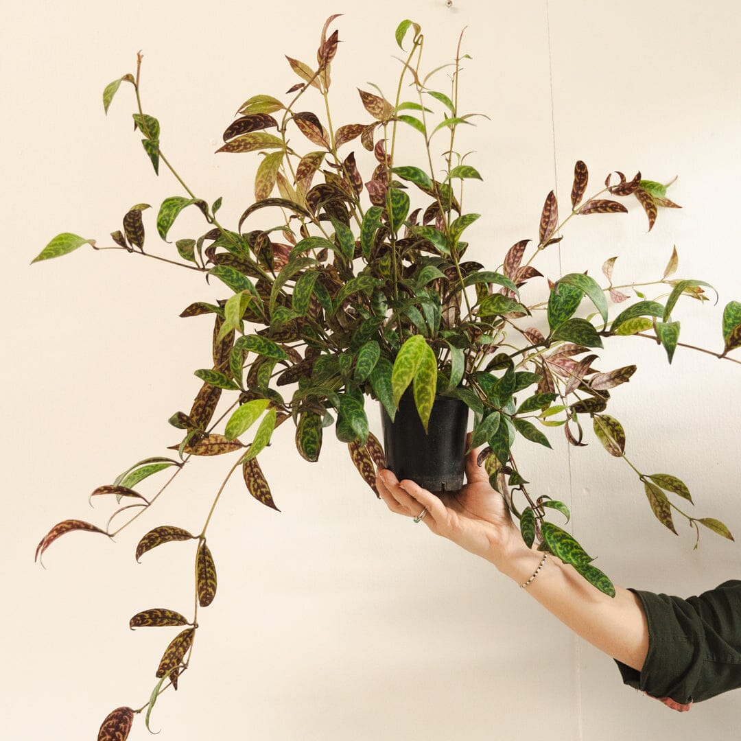 Aeschynanthus Black Pagoda Shade Brookfield Gardens 