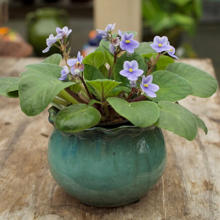 African Violet in Moss Green Bowl Hampers Brookfield Gardens 
