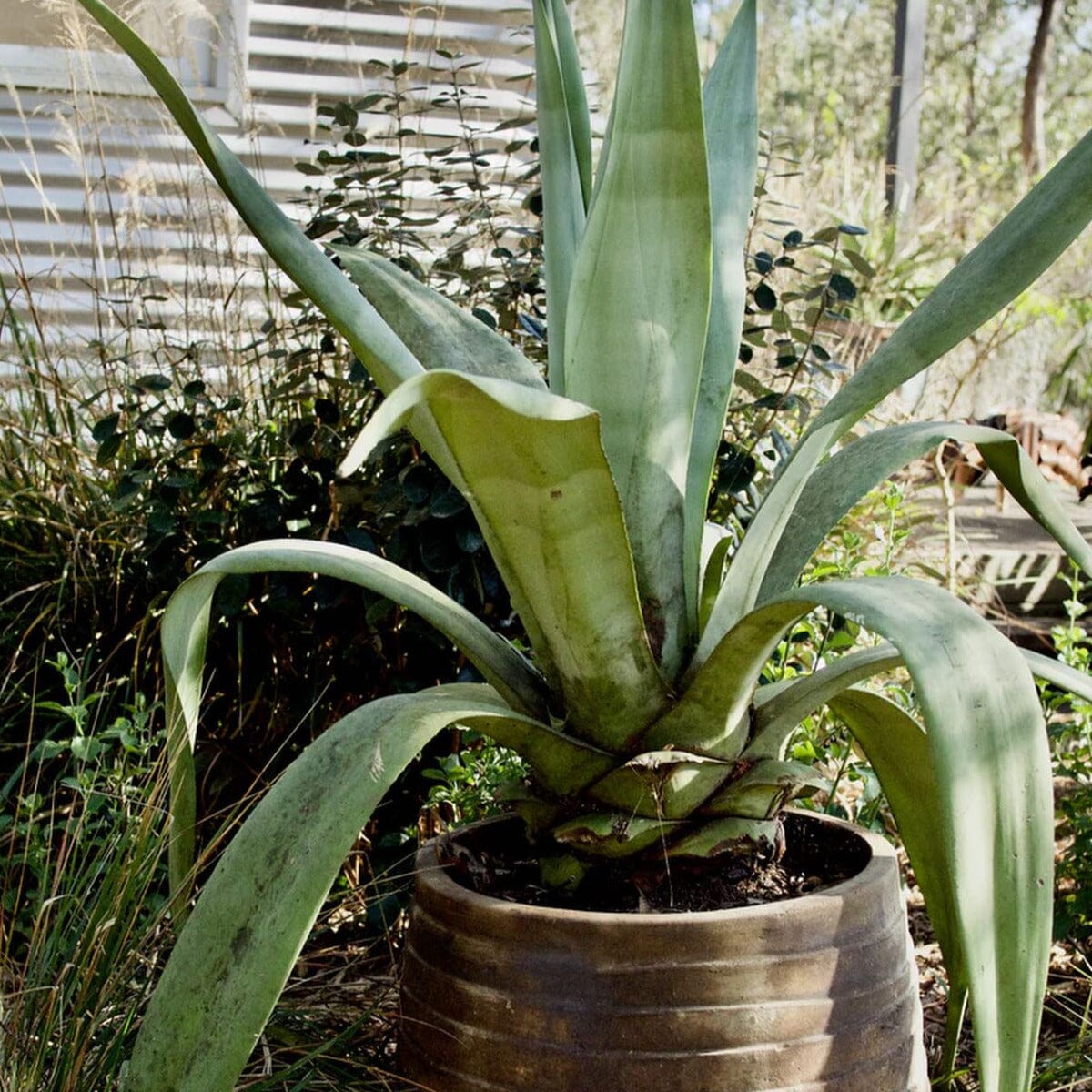 Agave Brookfield Gardens 