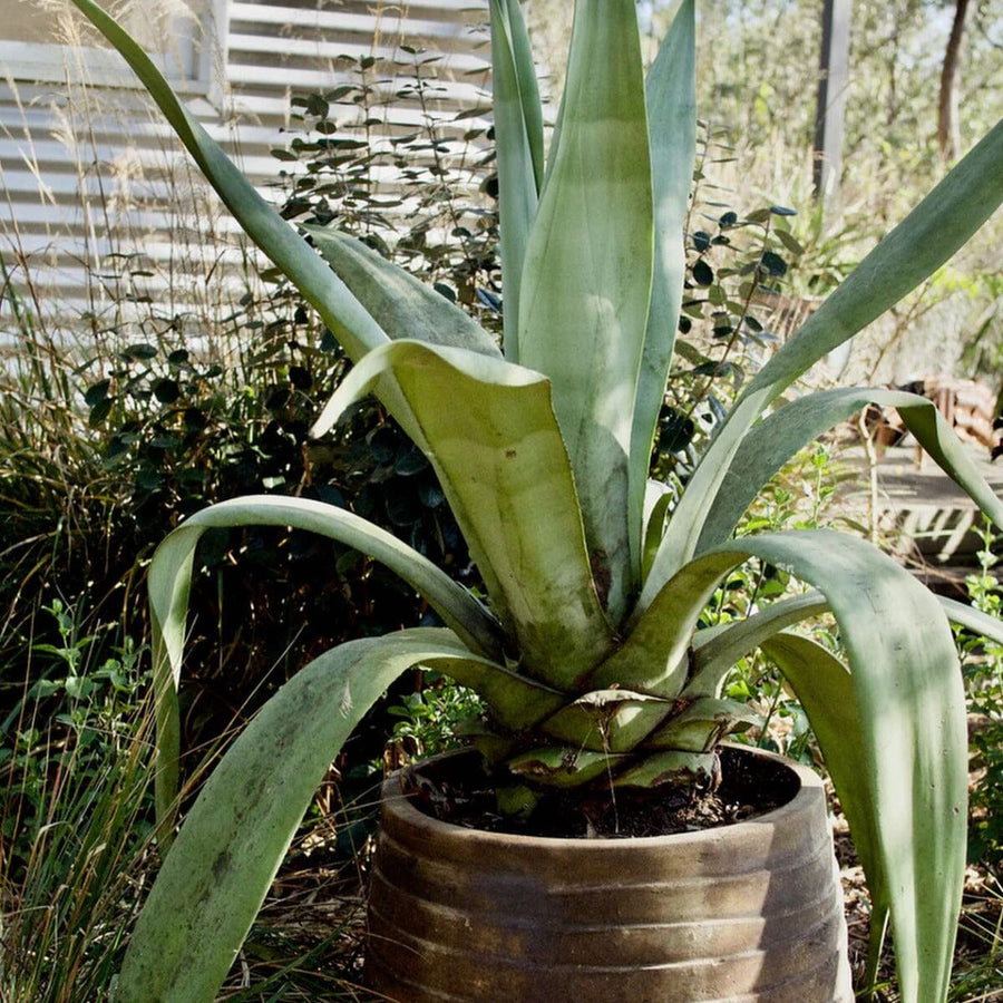 Growing Olive Trees in Brisbane: A Mediterranean Touch for Brisbane Ga