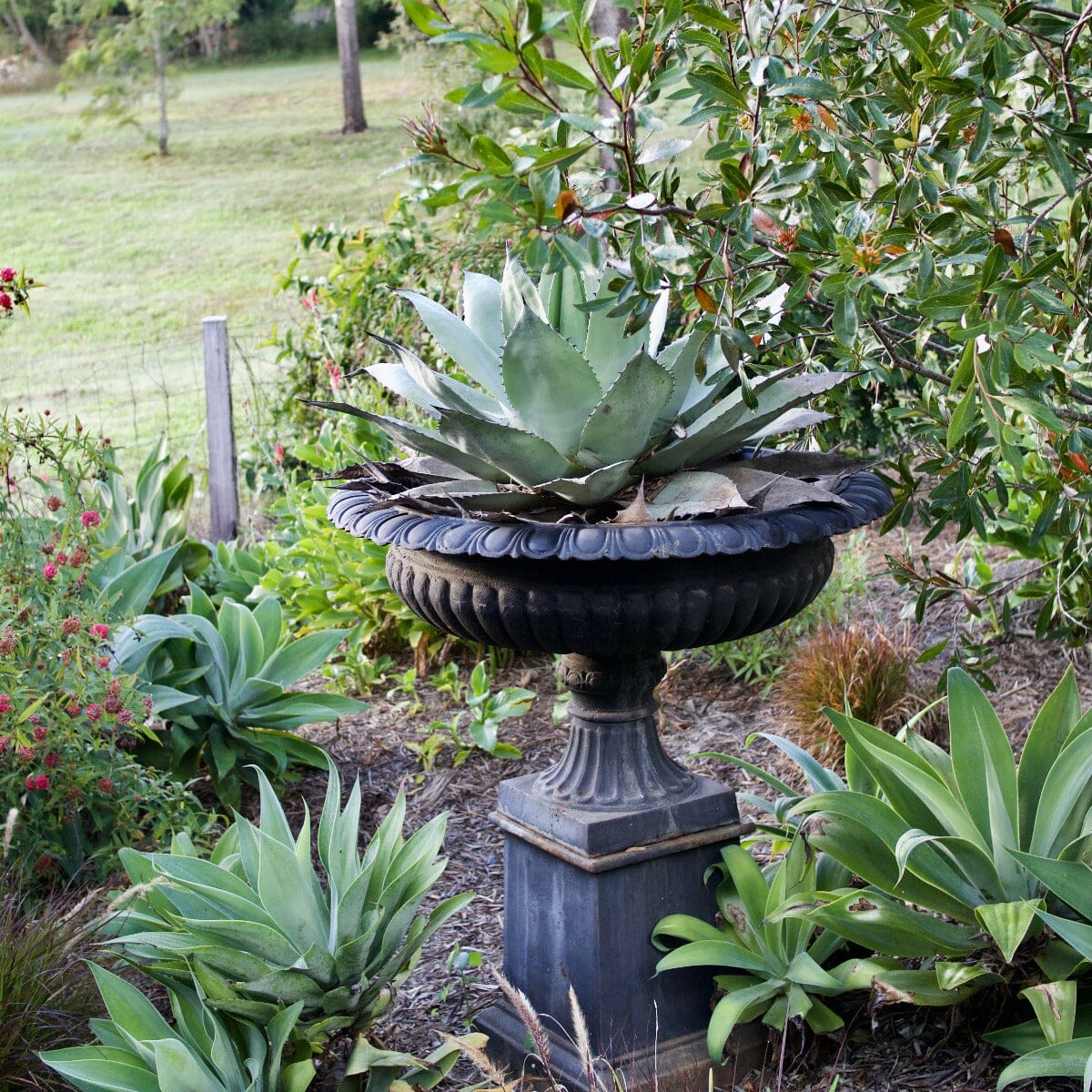 Agave Brookfield Gardens 