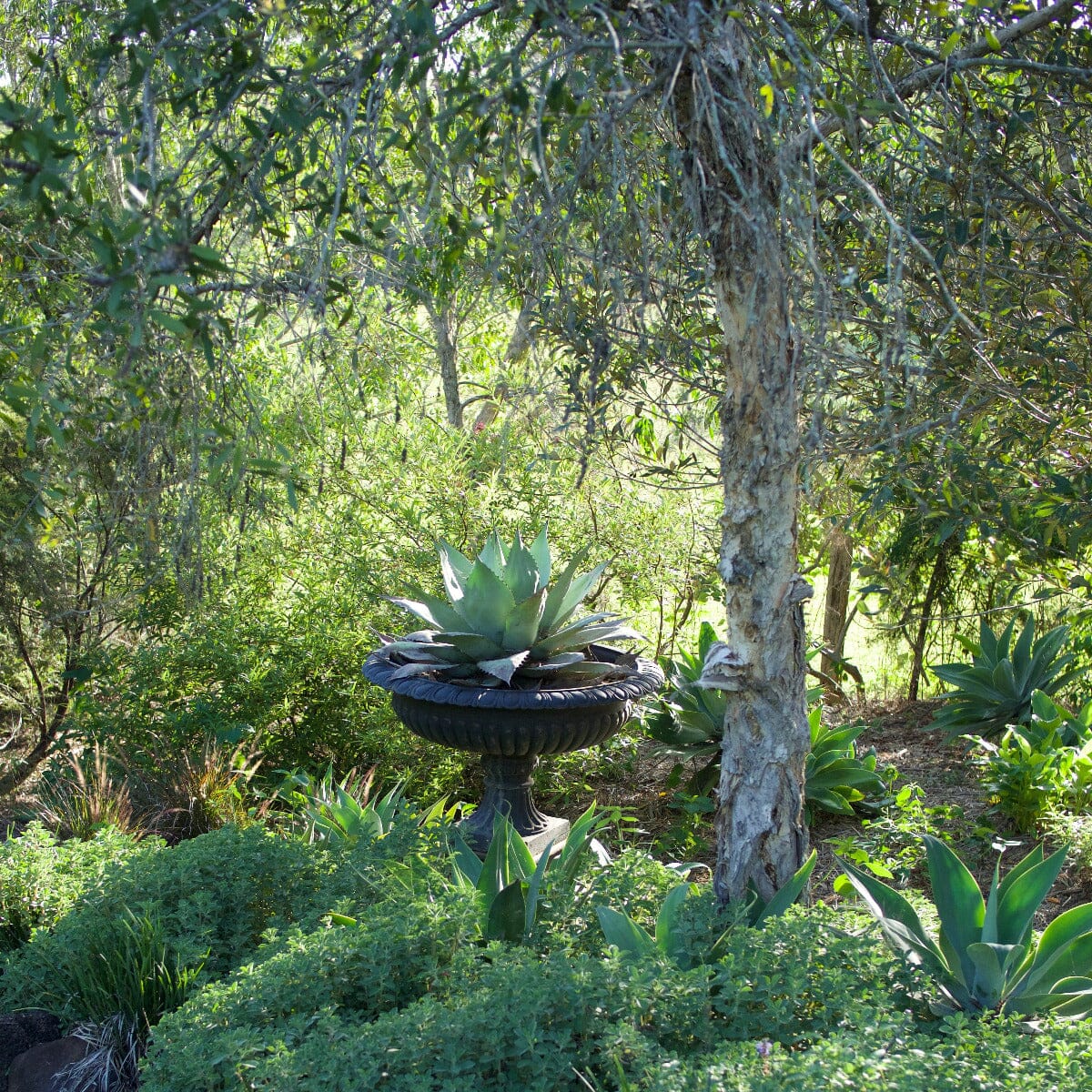 Agave Brookfield Gardens 