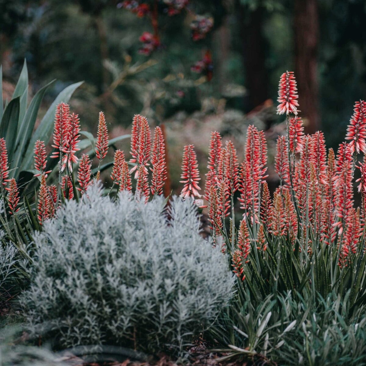 Aloe Brookfield Gardens 