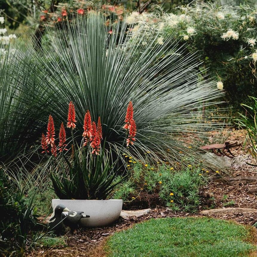 Aloe Brookfield Gardens 