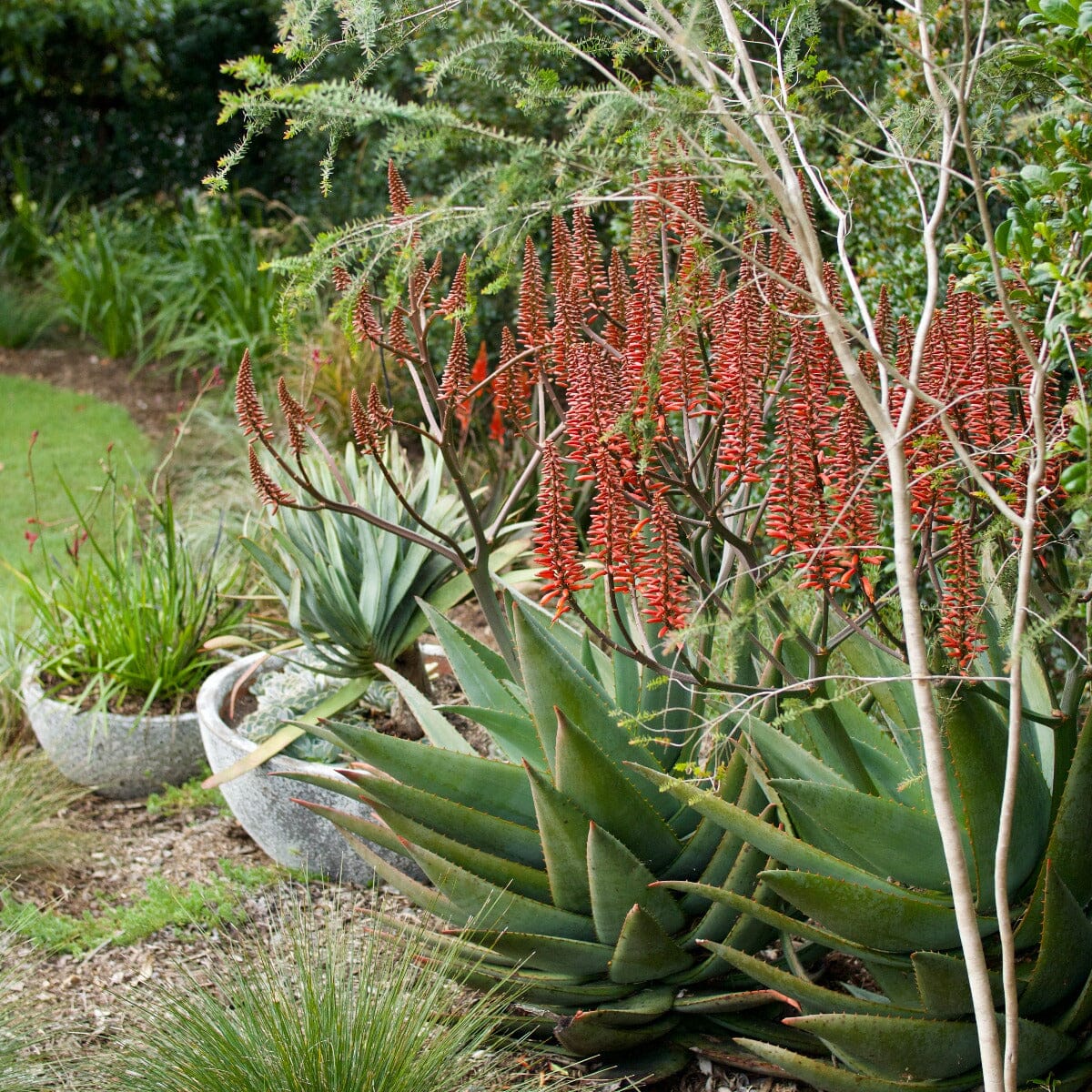 Aloe Brookfield Gardens 