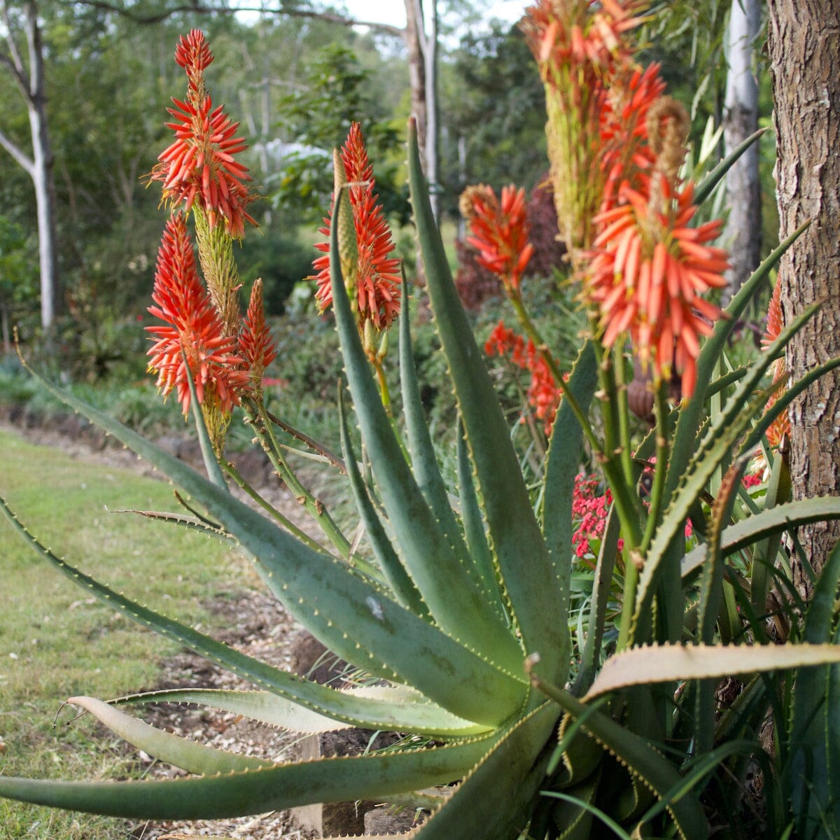 Aloe Brookfield Gardens 