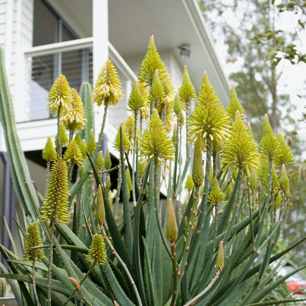 Aloe Brookfield Gardens 