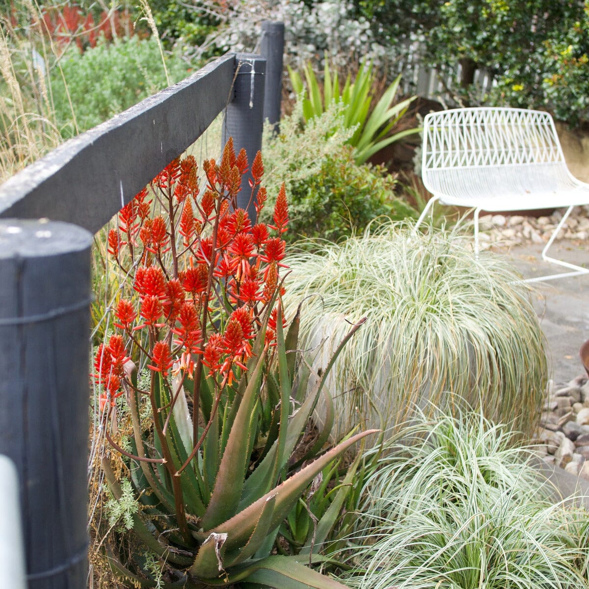 Aloe Brookfield Gardens 