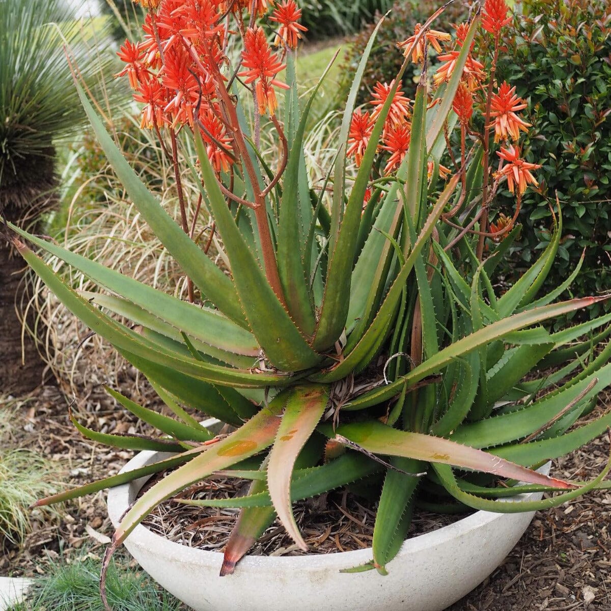 Aloe Brookfield Gardens 