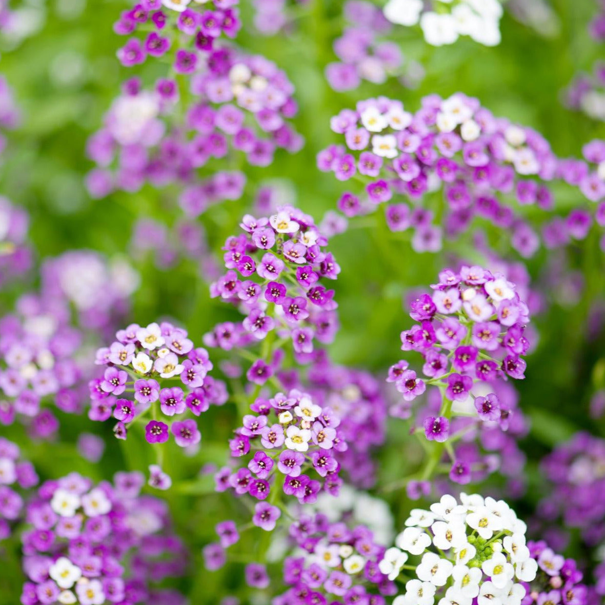 Alyssum