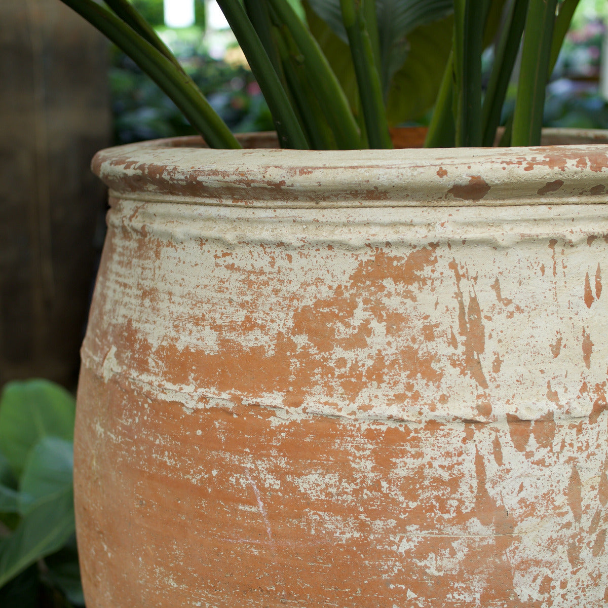 Ancient Turkish terracotta pot with a distressed white limewash finish, 56 cm wide and 72 cm high.